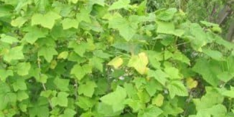 Šta učiniti ako je počelo žutilo listova ribizle